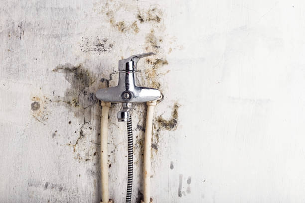 Best Mold Removal Near Me  in Waverly, NY