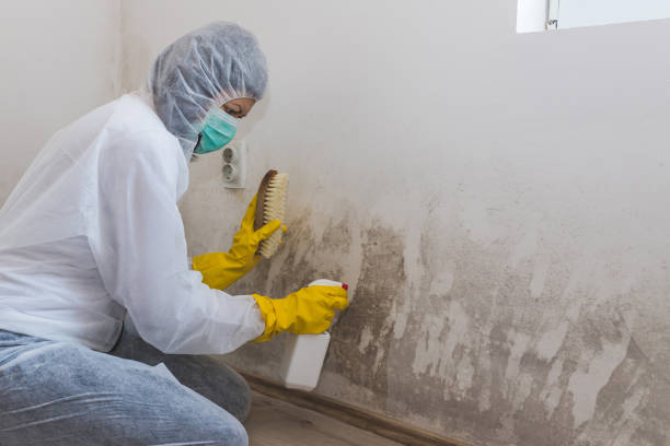 Mold Removal Process in Waverly, NY