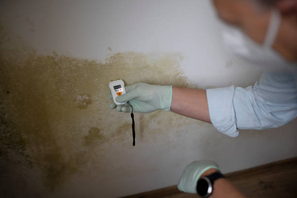 Best Mold Remediation  in Waverly, NY