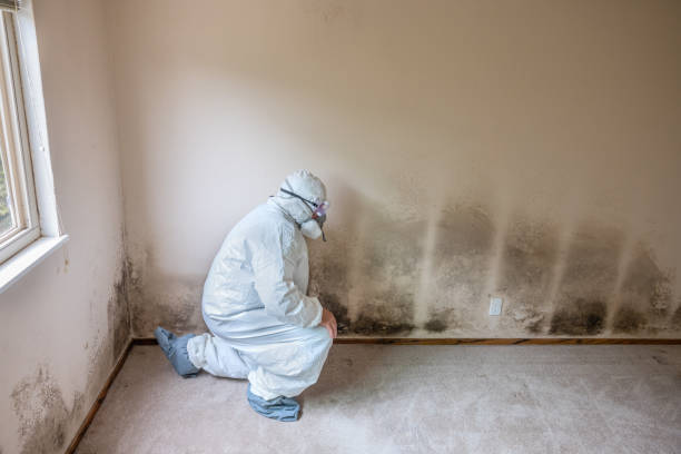 Best Local Mold Removal Service  in Waverly, NY