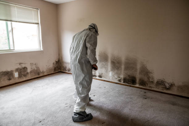Best Commercial Mold Removal  in Waverly, NY