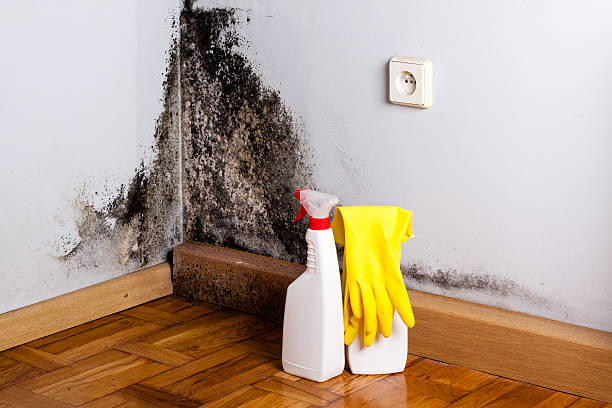 Best Residential Mold Removal  in Waverly, NY