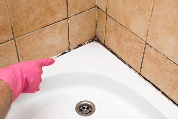 Best Mold Cleaning Services  in Waverly, NY