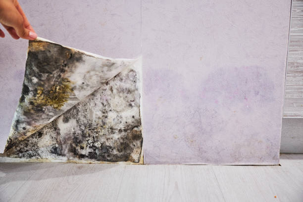 Best Attic Mold Removal  in Waverly, NY